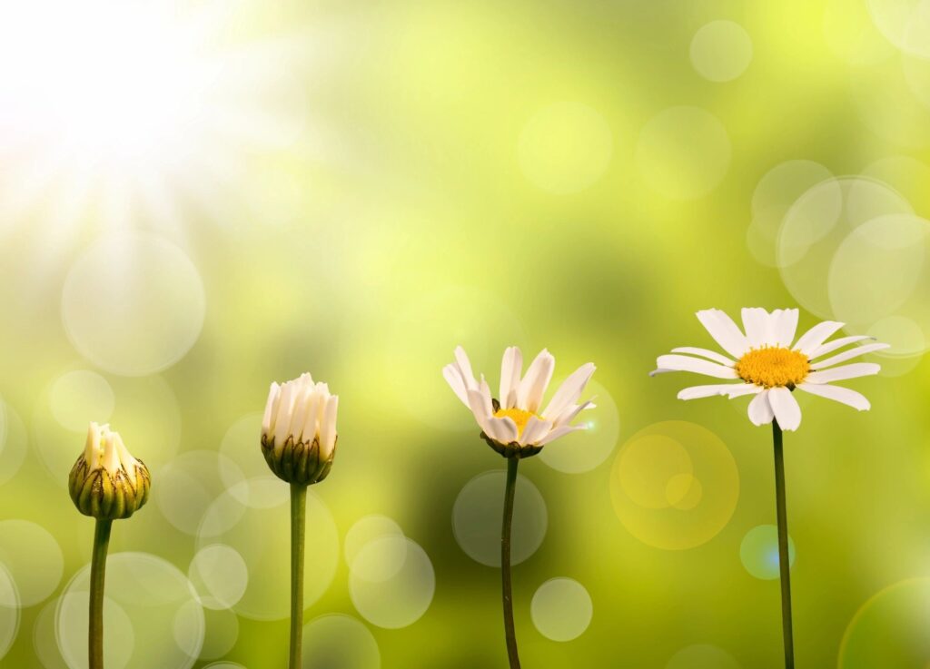 Dandilions