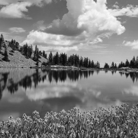 Flowers around Lake in Mountains