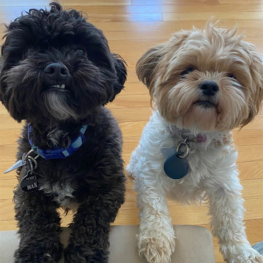 2-dogs-540x540 3 Dogs